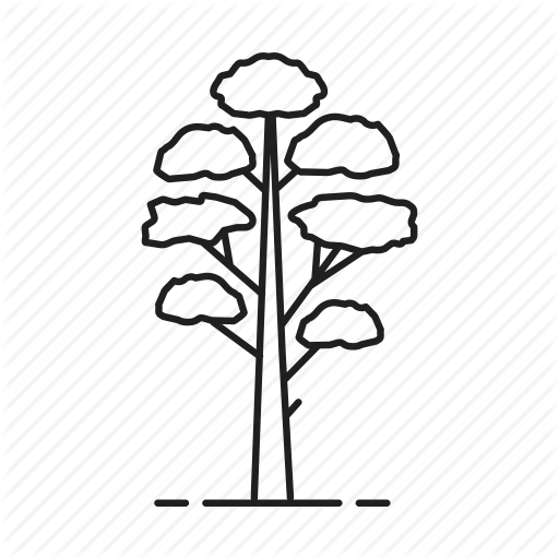 Conifer, Fir, Forest, Nature, Park, Pine, Tree Icon