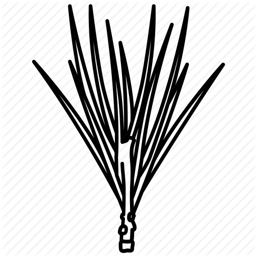 Conifer, Frond, Leaf, Pine, Tree Icon