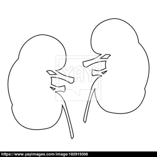 Kidney The Black Color Icon Vector