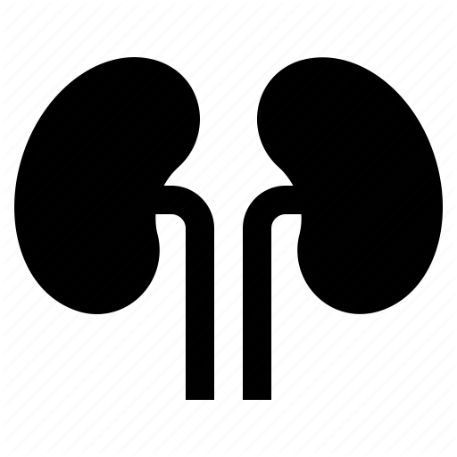 Anatomy, Body, Human, Kidney, Organ Icon