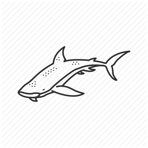 Filter Feeding Shark, Large Marine Animal, Largest Extant Fish