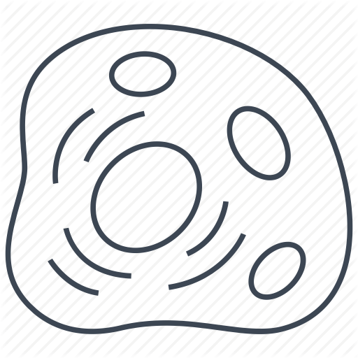 Cell, Human Cell, Nucleus Icon