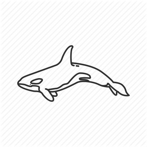 Delphinidae Family, Free Willy, Killer Whale, Large Marine Mammal