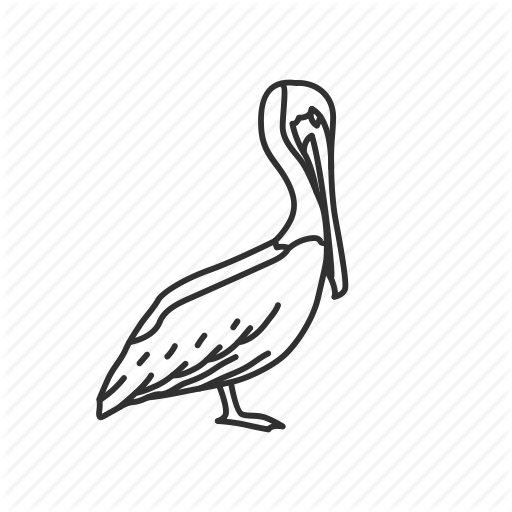 Birds, Brown Pelican, Louisiana, State, State Birds, State Symbol