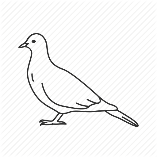 Bird, Common Bird, Pigeon Icon