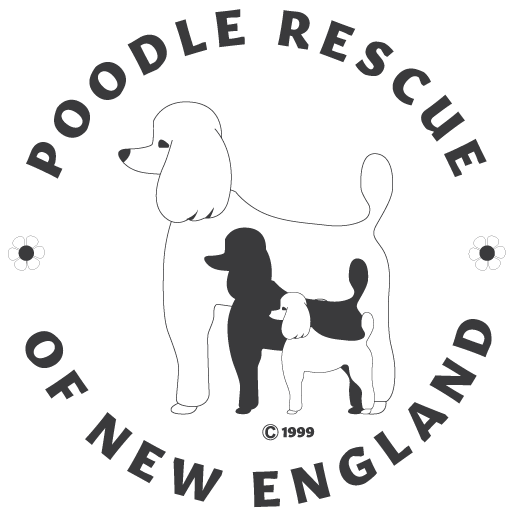 Poodles For Adoption Poodle Rescue Of New England