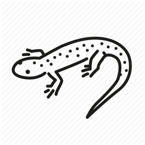 Amphibian, Animal, Freshwater, Freshwater Creature, Lizard