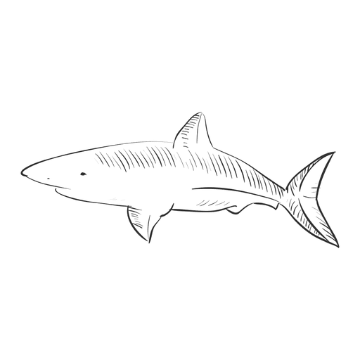 Hand Drawn Tiger Shark