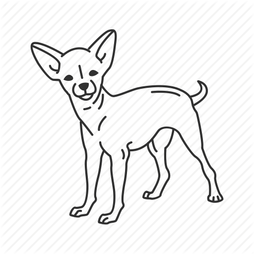 Chihuahua, Chiwawa, Dog, Medium Land Mammal, Mexican Dog, Small