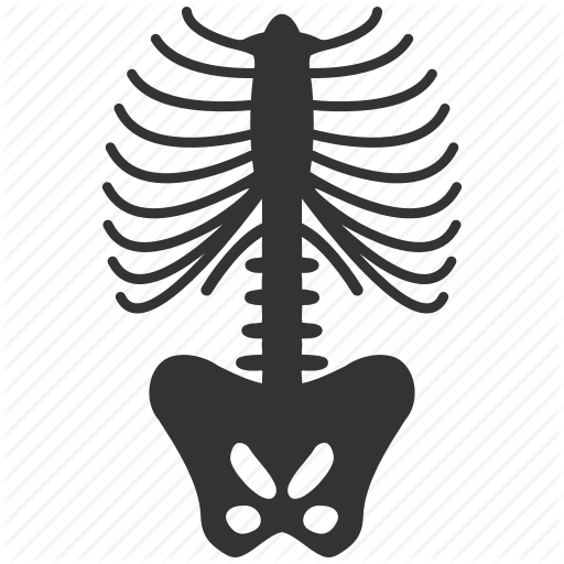 Anatomy, Bone, Bones, Chest, Sceleton, Skeleton, Spine Icon