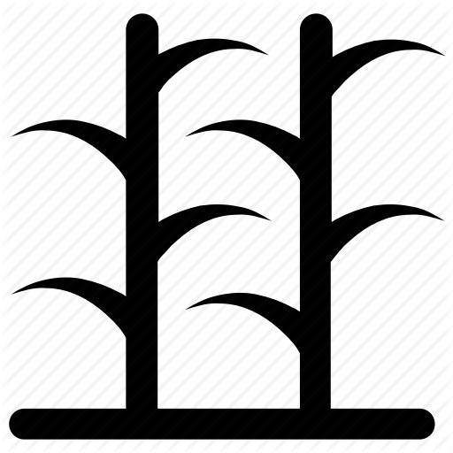 Bamboo, Sugarcane, Sugarcane Crop, Sugarcane Yield