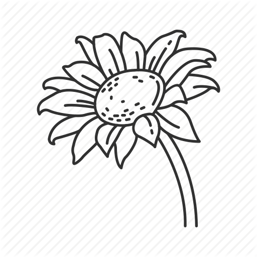 Beauty, Fall Flower, Flower, Sun Flower, Sunflower, Thanksgiving