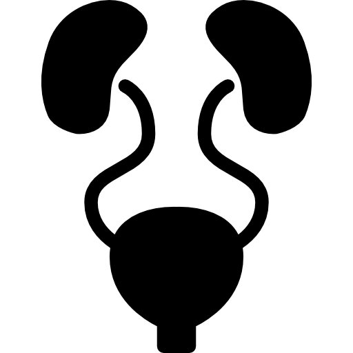 Urinary System
