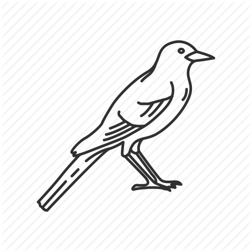 Florida, Mockingbird, State Birds, State Symbol, Tennessee, Texas