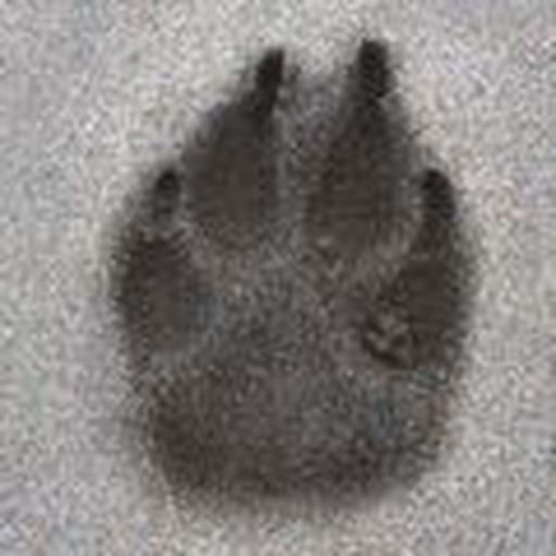 Diablo Pre Season Broadcast