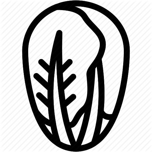 Healthy, Organic, Radicchio, Vegan, Vegetable, Vegetarian Icon