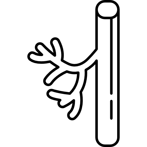 Blood Vessel Icons Free Download