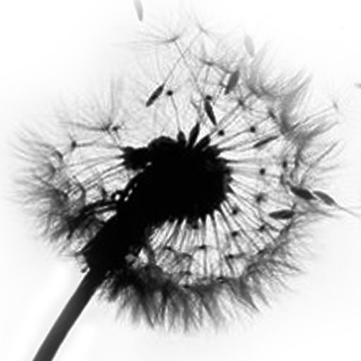 Wikileaks Password Leak Faq Unspecified Behaviour