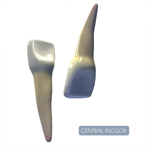 Central Incisor Model