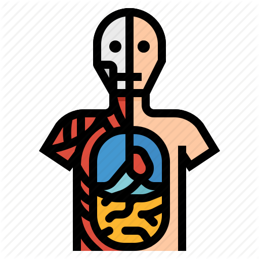 Anatomical, Anatomy, Human, Position Icon