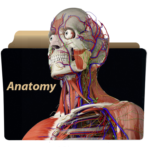 Anatomy Icon