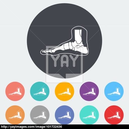 Foot Anatomy Icon Vector
