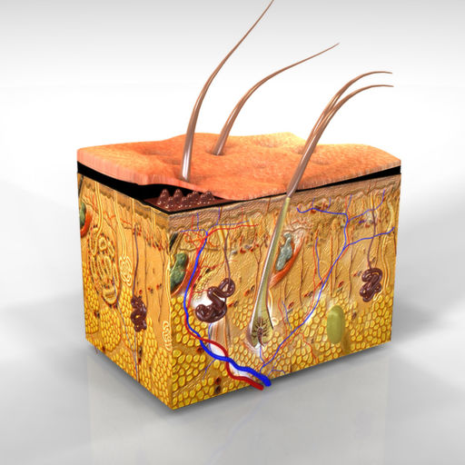 Human Anatomy Integumentary System