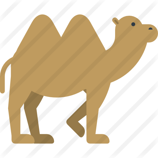 Camel