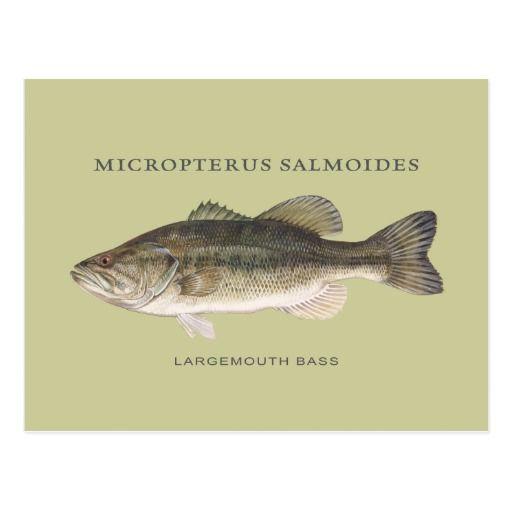 Largemouth Bass Fish With Vintage Illustration Postcard Fish