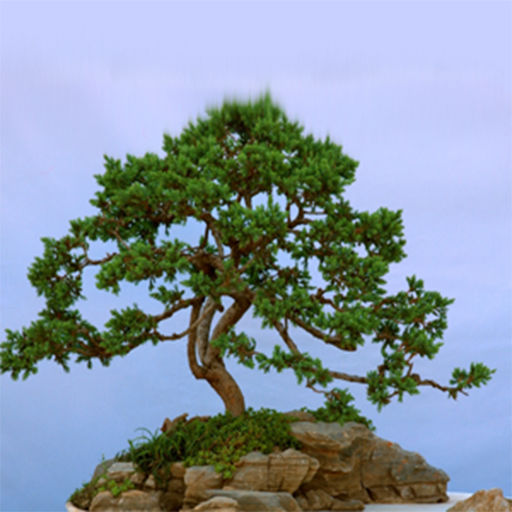 Bonsai Tree Icon at GetDrawings | Free download