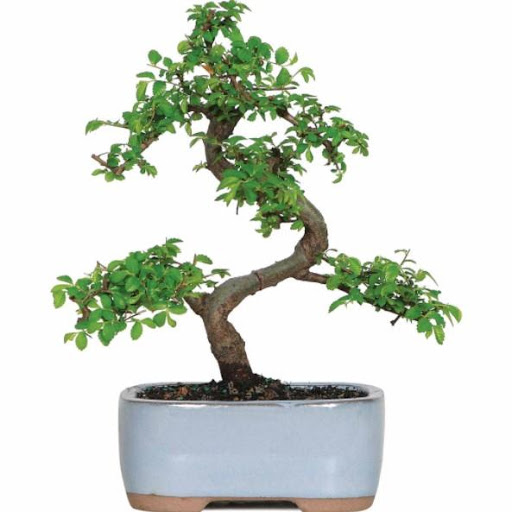 Bonsai Tree Apk