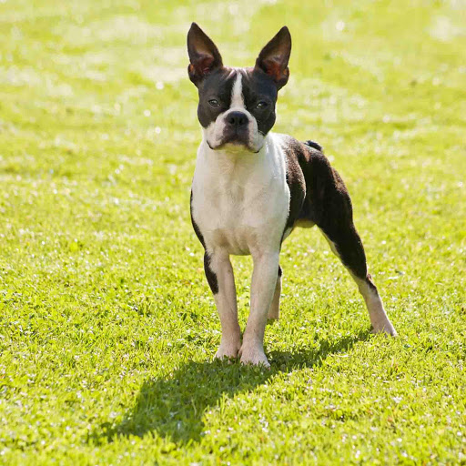 Boston Terrier Wallpapers Apk