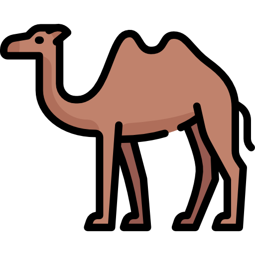 Camel