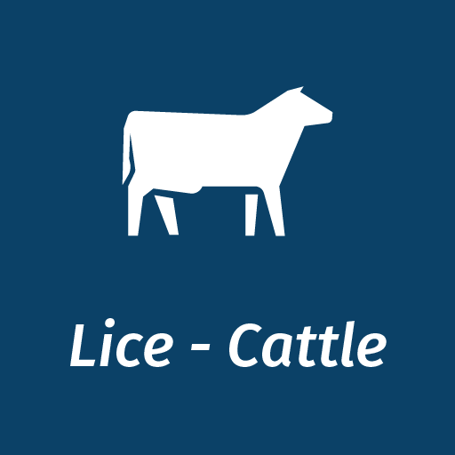 Cattle Lice Control And Treatment Information Elanco Uk