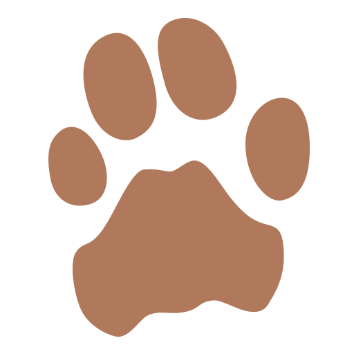 Cheetah In Namibia Wildtrack