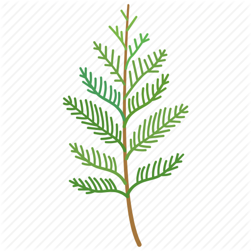 Cedar, Conifer, Frond, Leaf, Nursery, Ornamental Icon