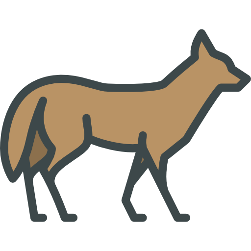 Coyote