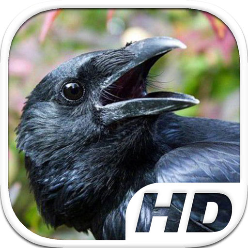 Crow Simulator Hd Animal Life