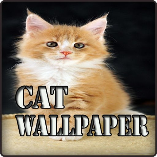 Beautiful Cute Cat Wallpaper Hd Apk