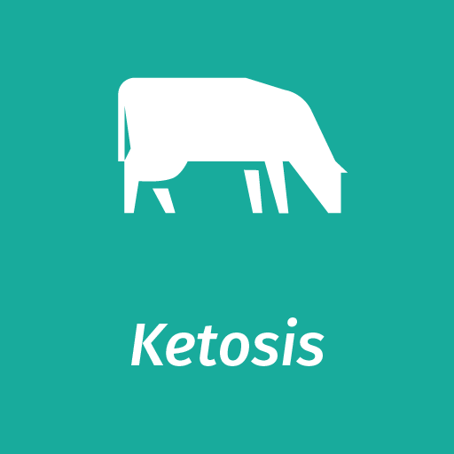 Metabolic Disease Hidden Ketosis Affecting Dairy Herds Elanco Uk