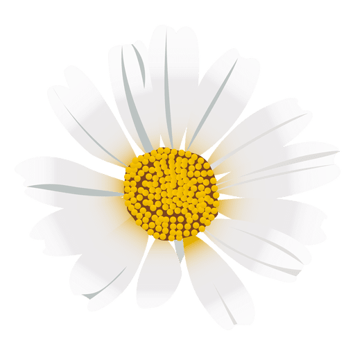 Daisy Flower Cartoon