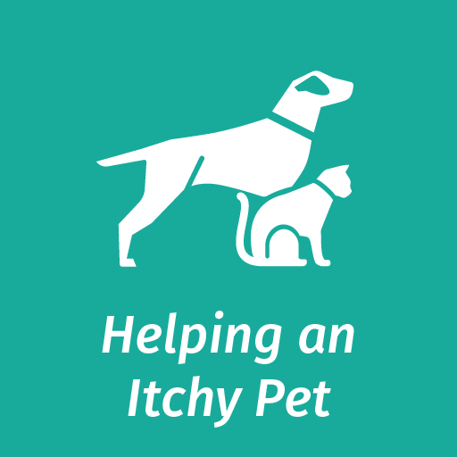 Helpful Information On Keeping Your Pet Healthy Elanco Uk