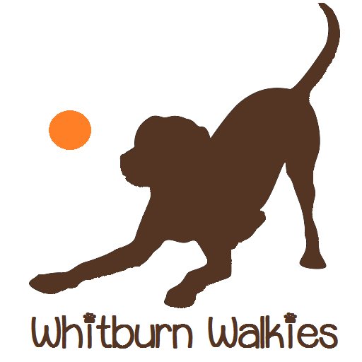 Dog Walking Doggy Day Care Pet Sitting