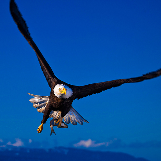 Site Icon Gaff Multimedia