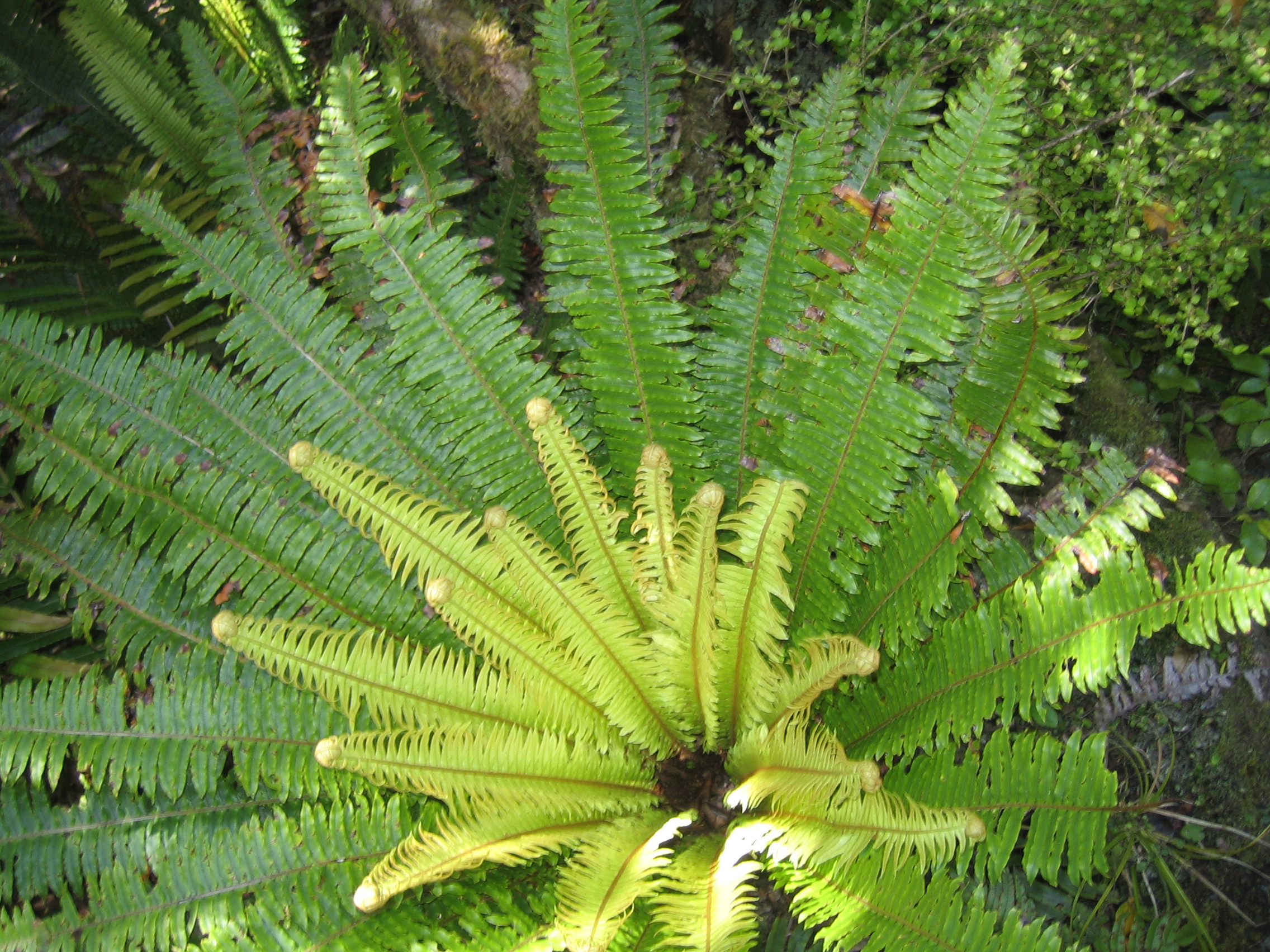 Stewart Island Experience Nz Wild Kiwi Bird Encounter, Walk Cruise