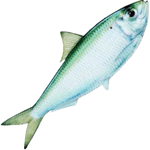 Born To Fish Forced To Work!