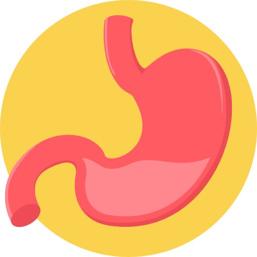 Stomach Vector Flat Icon Transparent Png Clipart Free Download