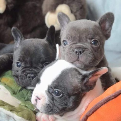 Poetic Frenchies