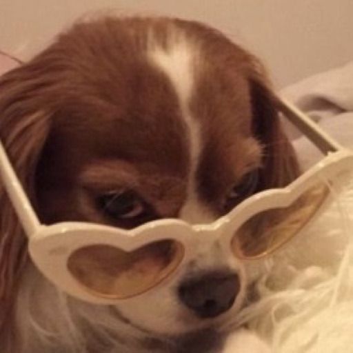 How To Write A Cover Letter Mood Animals, Cute