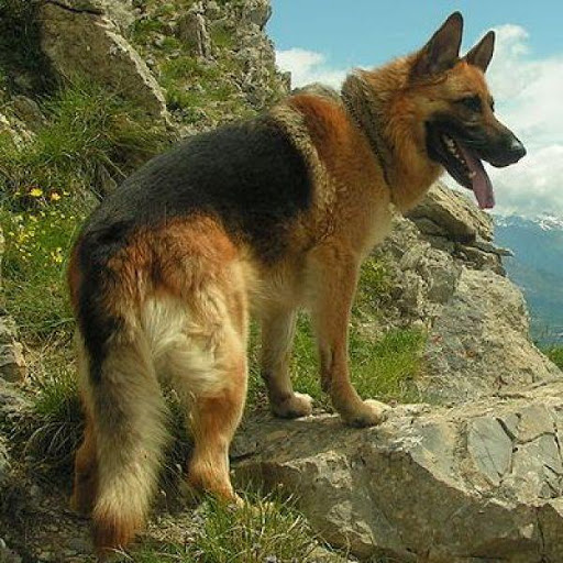 German Shepherd Live Wallpaper Latest Version Apk
